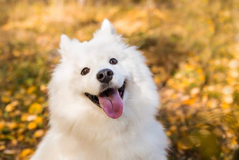 The 13 Best Dog Foods for Samoyed [ 2022 Reviews ]
