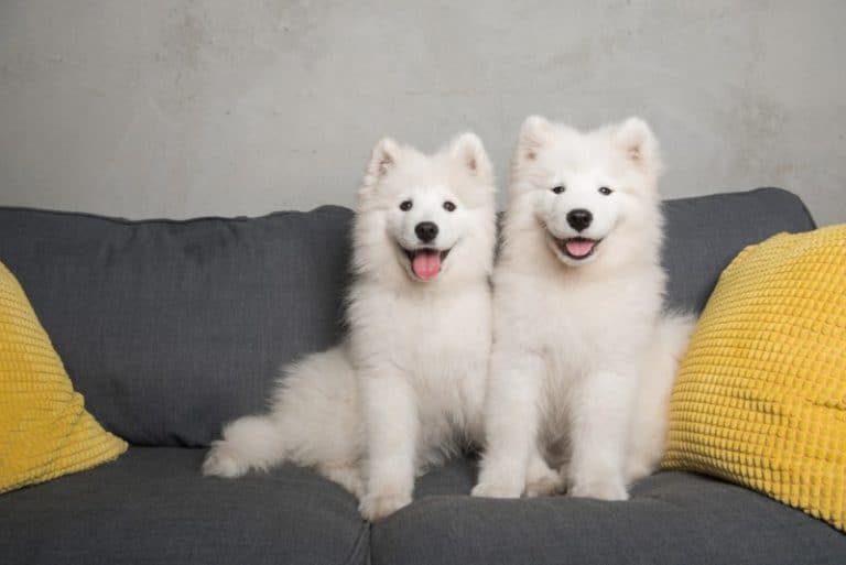 The 13 Best Dog Foods for Samoyed [ 2022 Reviews ]