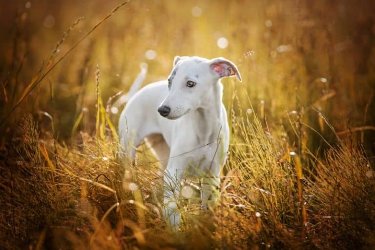 The 7 Best Dog Foods for Whippets [ 2022 Reviews ]