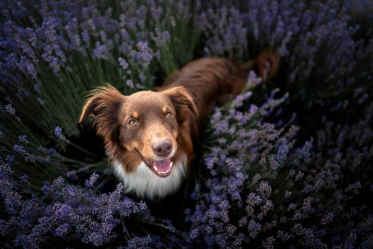 mini australian shepherd food