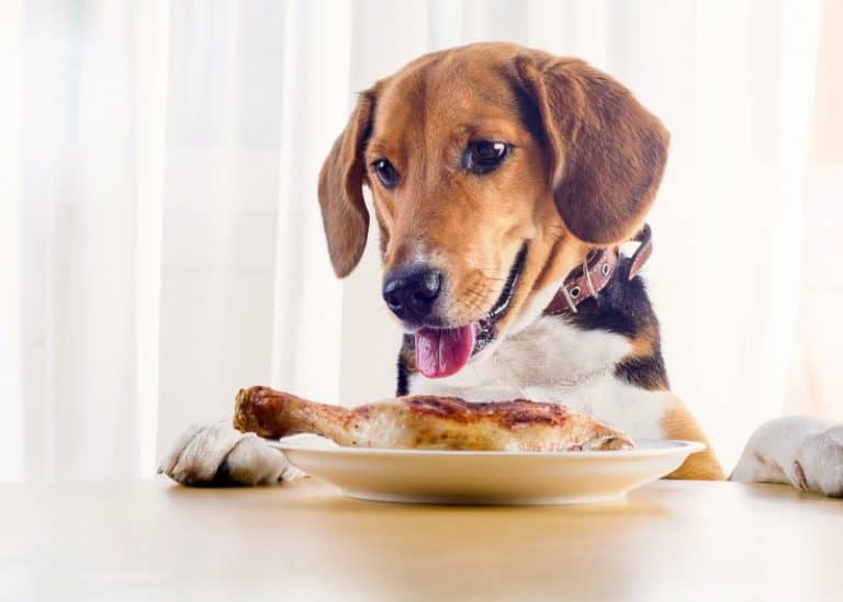 high fibre vegetables for dogs