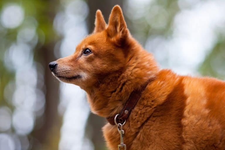 17 Dog Breeds That Look Like Foxes