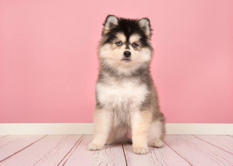 The 13 Best Dog Foods for Pomsky [ 2022 Reviews ]