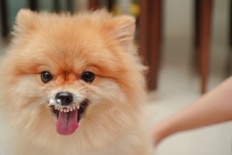 My Dog Ate Toothpaste! What Kind of Hell Awaits Us?