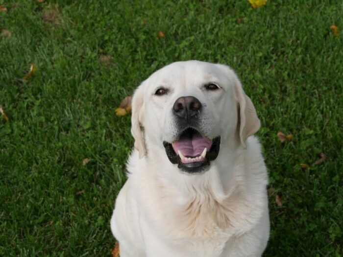 My Dog Ate a Rubber Band Should I Be Worried?