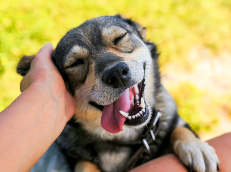13 Reasons Why Your Dog Is So Affectionate In The Morning