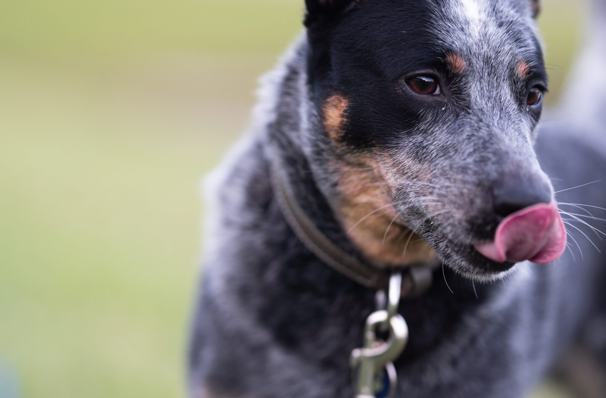 14 Reasons Why Your Dog Keeps Licking Their Base Of Tail