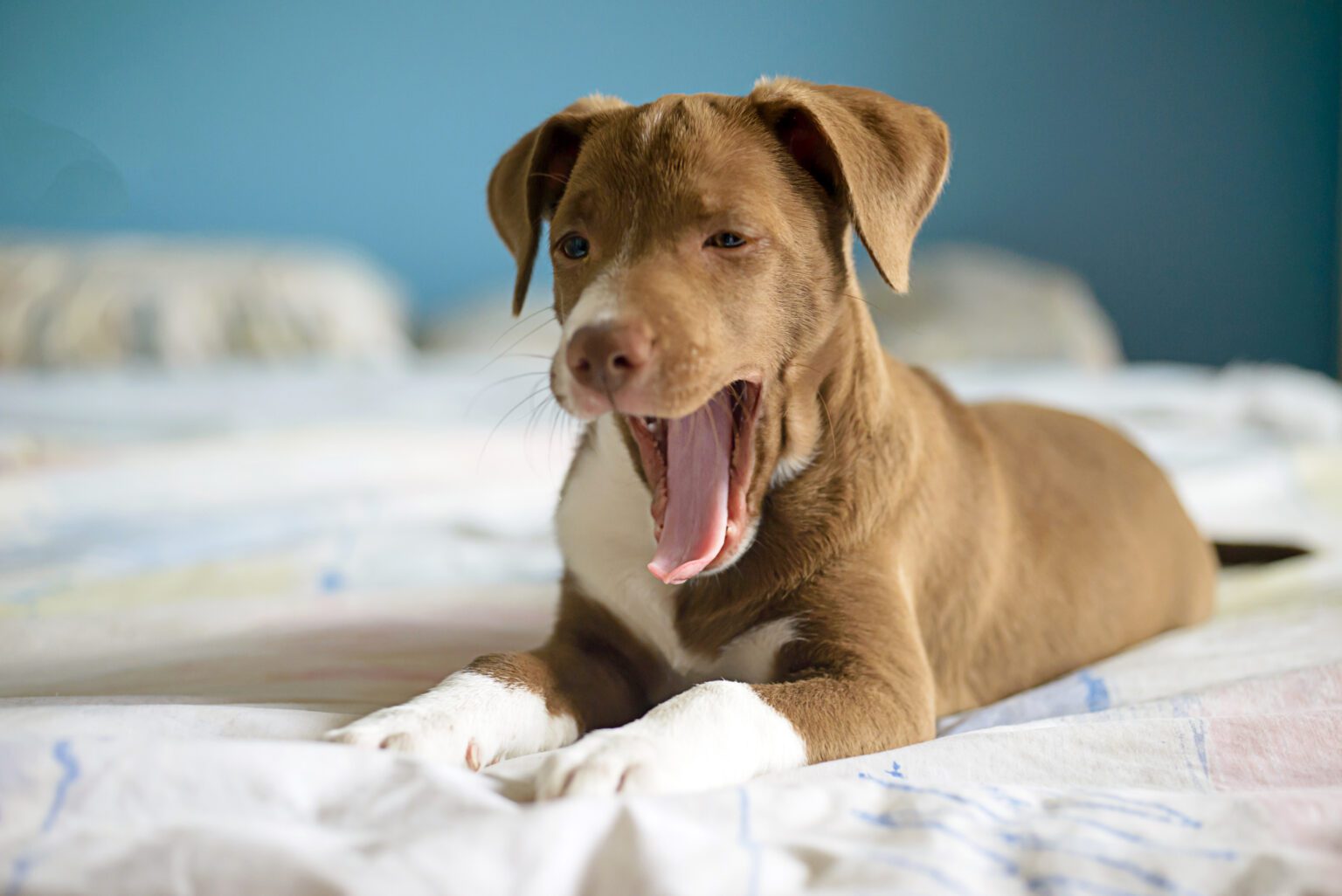 13 Reasons Why Your Dog Yawns When You Pet Him