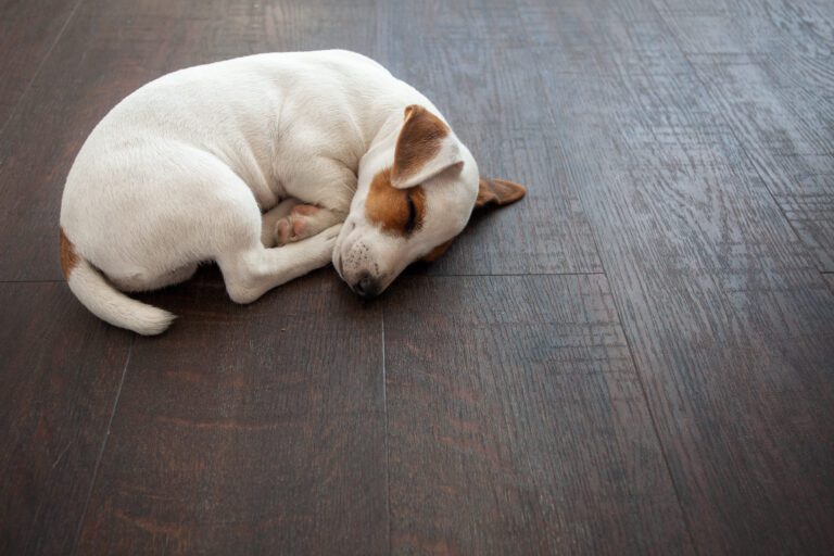 8 Reasons Why Your Dog Is Suddenly Sleeping on the Floor